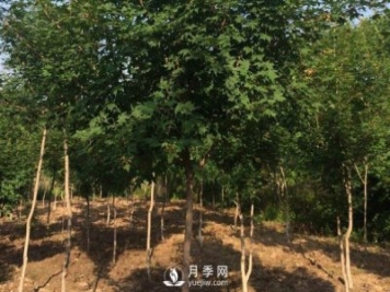 移植優(yōu)質(zhì)五角楓的訣竅你了解嗎？