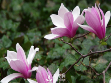 幾回夢(mèng)故里，紅花玉蘭香——紅玉蘭贊