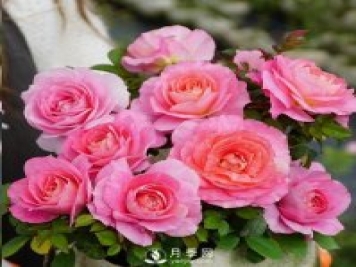 封閉陽臺養(yǎng)好月季花？室內(nèi)陽臺養(yǎng)月季的4大注意事項(xiàng)