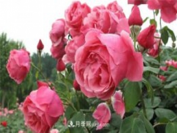 四川綿陽(yáng)：用科技來(lái)澆灌月季吐芬芳