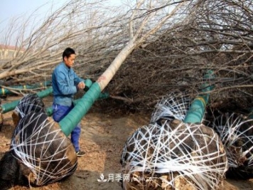 “買全國、賣全國”，濱州冬季苗木交易忙