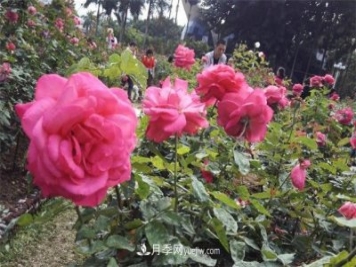 好多年沒到深圳人民公園看月季花展了，不知今年如何