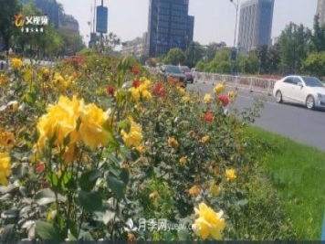 浙江義烏：一路花開城市景 百萬月季開滿城