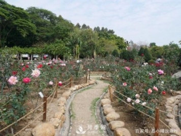 廣州“五彩繽紛”的月季花園，開滿全園，游客贊道太美了