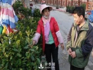 廣西巴馬：植樹造林掀高潮苗木市場購銷旺