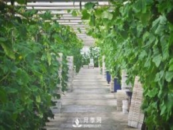 蔬菜全年種植安排計(jì)劃表：1-12月種什么菜，全都說清楚了