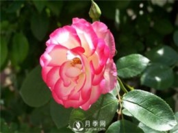 月季花怎么栽培和養(yǎng)護？全面的養(yǎng)殖方法交給你