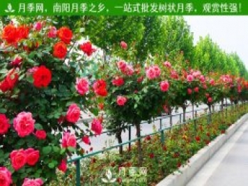 月季網(wǎng)為月季花農(nóng)拓銷路 園區(qū)為客戶種好月季