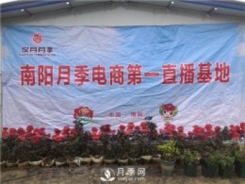 南陽(yáng)月季電商基地 直播間里月季飄香