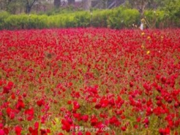 四川南允30萬株豐花月季盛開，千姿百態(tài)等您來賞