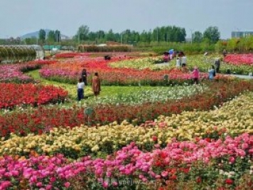 南陽世界月季大觀園西園二期開放，第十二屆南陽月季花會等你來