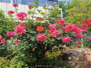 月季花開正盛，期待市花城市建設(shè)