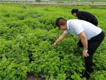 社旗艾草產(chǎn)業(yè)，艾成熟香滿田