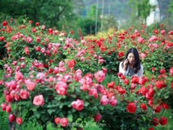 花卉旅游，“花為媒”帶動“美麗經(jīng)濟(jì)”升級