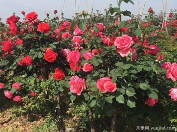 十二種魅力花卉，養(yǎng)花都該懂