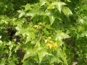 五角楓適合哪里種植？南陽五角楓種植技術(shù)與管理方法