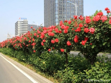 養(yǎng)花屆的新寵兒樹狀月季，月季樹好不好養(yǎng)呢？