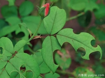 3招驅(qū)趕切葉蜂，再也不會啃月季的葉片