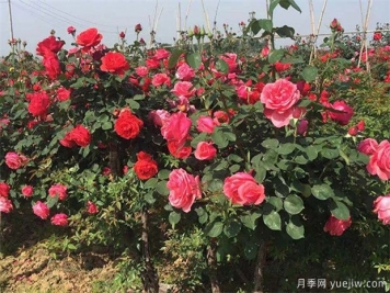 南陽(yáng)月季花農(nóng)的12個(gè)月份工作安排表