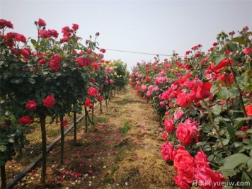 養(yǎng)花屆的新寵兒樹狀月季，月季樹如何養(yǎng)護？