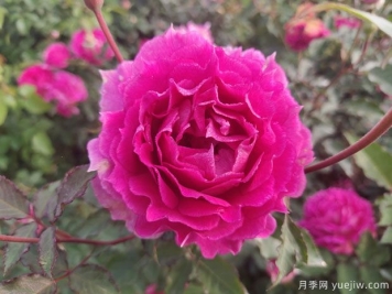 推薦8種微型月季，開花勤濃香型，適合陽臺養(yǎng)花