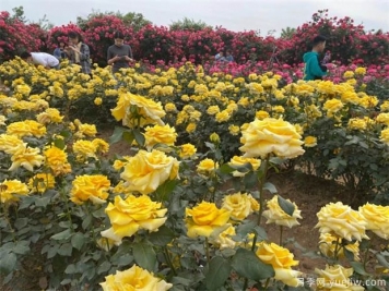 月季如何養(yǎng)開花多，要避開這些月季種植誤區(qū)