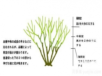 月季花冬季的修剪方法圖解