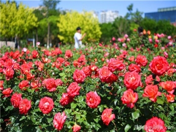 月季花——此花無日不春風