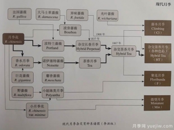 中國月季對世界的貢獻(xiàn)