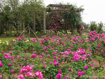 月季名園：南昌濱江月季園