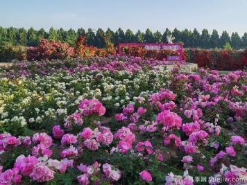 北京納波灣園藝月季種苗標(biāo)準(zhǔn)化示范區(qū)入選國家農(nóng)業(yè)試點(diǎn)項(xiàng)目