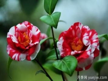 山茶花養(yǎng)殖方法