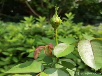 月季常見三類蟲害識(shí)別及防治