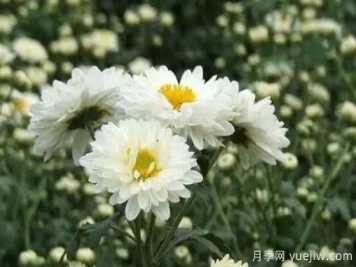 白菊花怎么養(yǎng)？菊花栽培注意事項(xiàng)