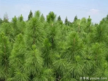 馬尾松苗木種植培育技術(shù)實施要點(diǎn)