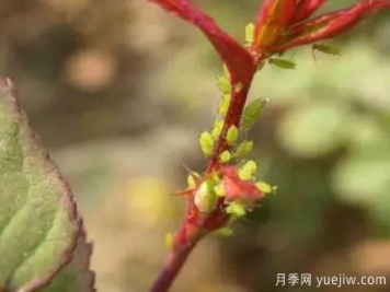 花木蚜蟲防治技術(shù)分享