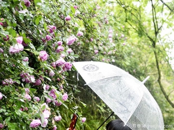 重慶涪陵月季花開 雨中綻放別有韻味