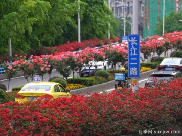 四月月季花美麗 裝扮重慶立交橋