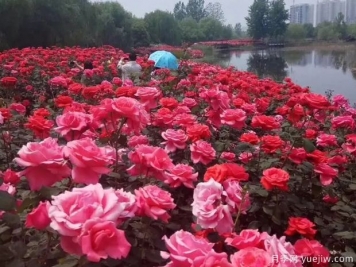 平頂山月季市花文化和景觀圖集