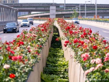 鄭州月季花路，生態(tài)廊道彩繪綠都花季