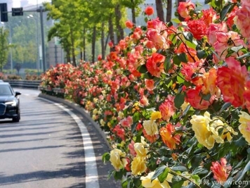 河北秦皇島70萬株市花月季綻放港城