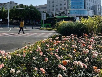 信陽平橋區(qū)6月滿目繁花，開啟月季美麗夏日