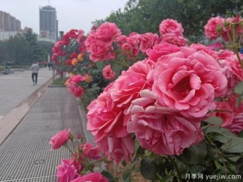 邯鄲月季市花文化和景觀圖集