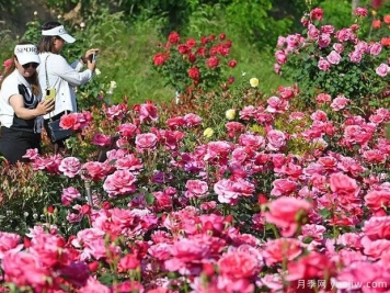 天水月季市花文化和景觀圖集