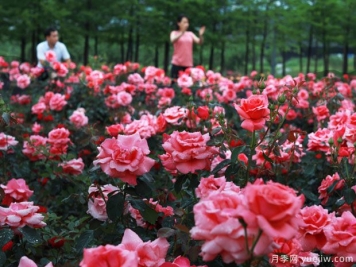 義烏月季市花文化和景觀圖集