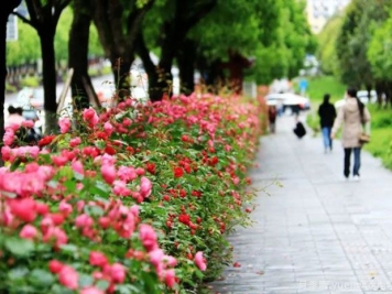 恩施月季市花文化和景觀圖集