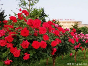 長治月季市花文化和景觀圖集