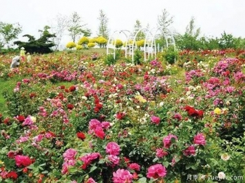 錦州月季市花文化和景觀圖集