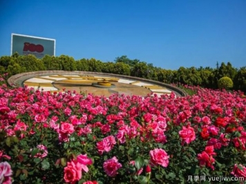 煙臺(tái)月季市花文化和景觀圖集