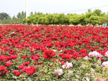 辛集月季市花文化和景觀圖集